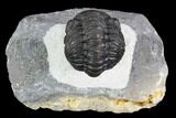 Detailed Austerops Trilobite - Excellent Specimen #108486-1
